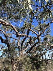 Eucalyptus viminalis, photograph (c) c_knut_lord, some rights reserved (CC BY)