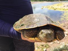 Trachemys yaquia
