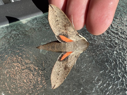 Coprosma Hawk Moth