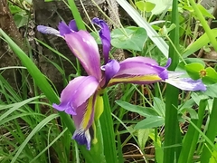 Iris graminea