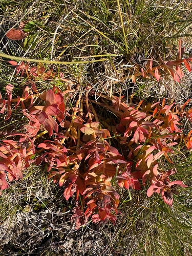 Rhodiola rosea, photograph 2