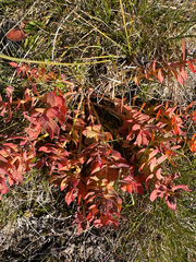 Rhodiola rosea, photograph (c) Ida B D Jacobsen, some rights reserved (CC BY)