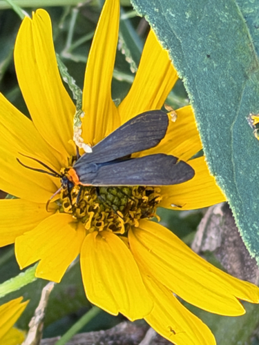 Yellow-collared Scape Moth