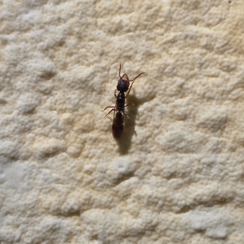 Western Dracula Ant