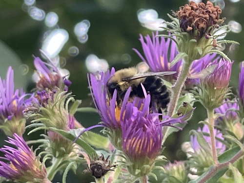 Common Eastern Bumble Bee