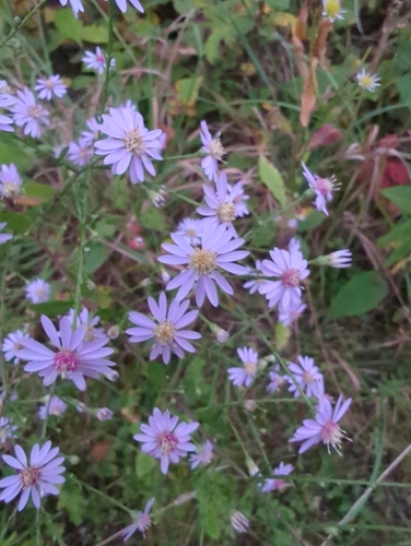 Common Blue Wood Aster