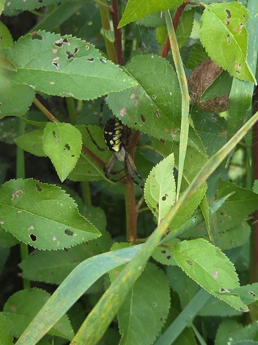 Yellow Garden Spider