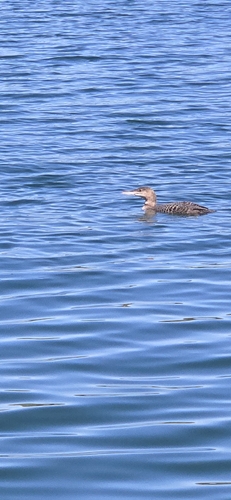 Common Loon
