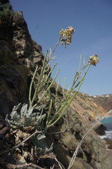 Matthiola odoratissima