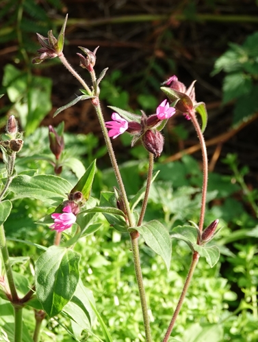 red campion