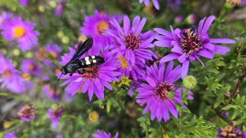 Double-banded Scoliid Wasp