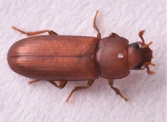 Tribolium castaneum