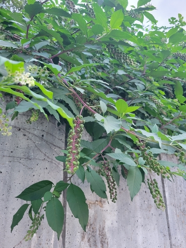American pokeweed