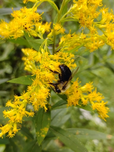 Common Eastern Bumble Bee