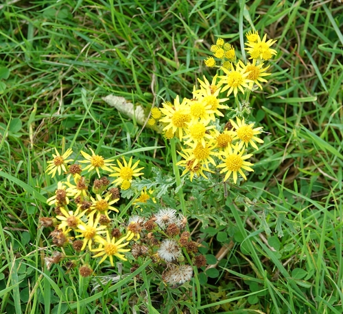 ragwort