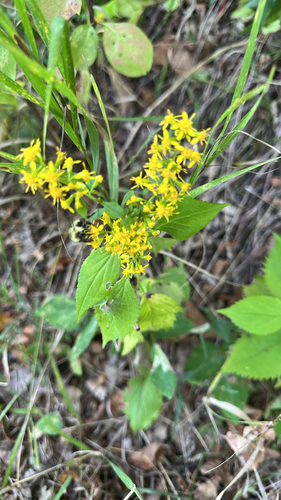 broad-leaved goldenrod