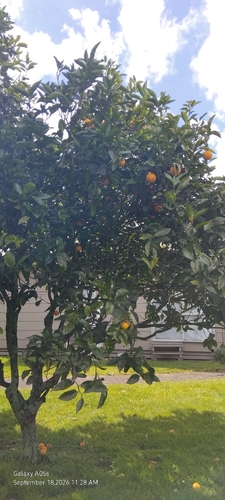 Citrus tachibana observed 2026-09-18