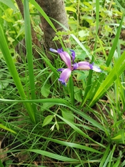Iris graminea