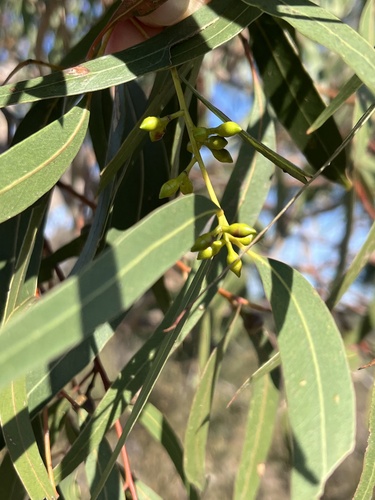 Eucalyptus viminalis, photograph 6