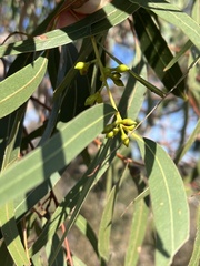 Eucalyptus viminalis, photograph (c) c_knut_lord, some rights reserved (CC BY)