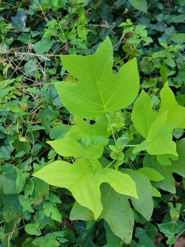 American tuliptree