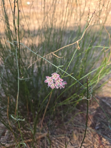 Hartweg's climbing milkweed
