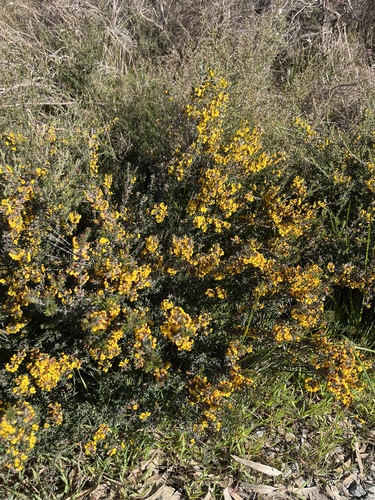 Aotus ericoides, photograph 3