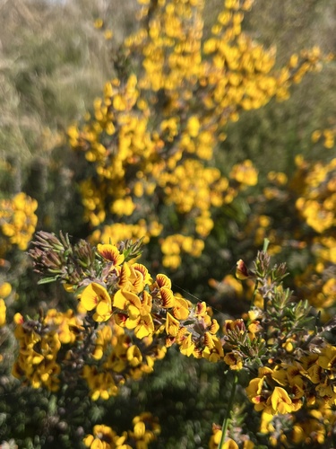 Aotus ericoides, photograph 4