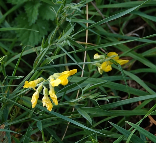 meadow pea