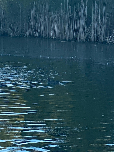 American Coot