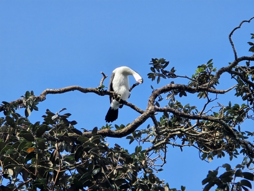 Phalacrocorax varius observed 2026-09-05