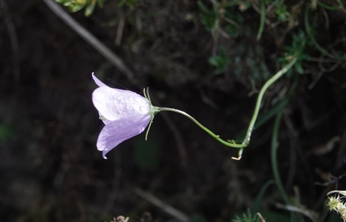 Common Harebell