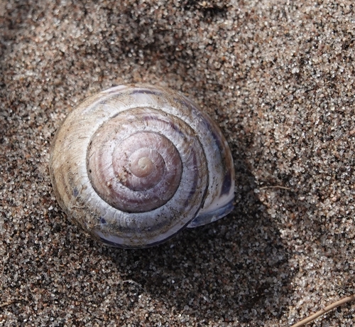 Brown-lipped Snail