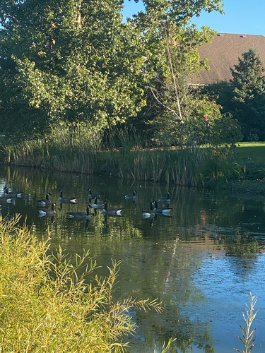 Canada Goose