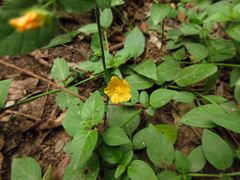 Pseudabutilon