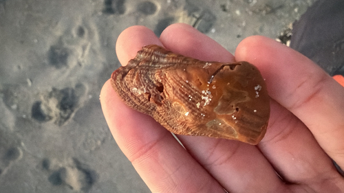 Arca imbricata observed 2026-09-17