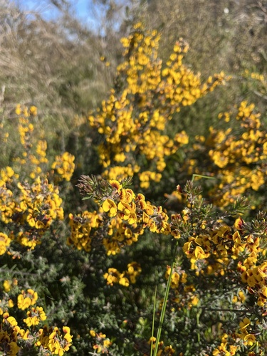 Aotus ericoides, photograph 5
