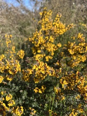 Aotus ericoides, photograph (c) c_knut_lord, some rights reserved (CC BY)