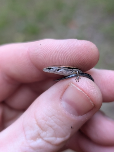 Little Brown Skink