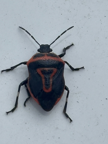 Two-spotted Stink Bug