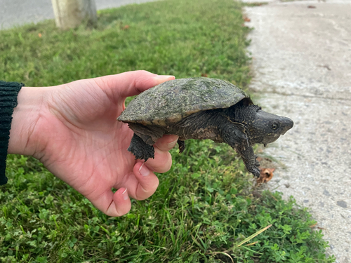 Eastern Musk Turtle