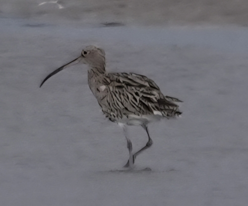 Eurasian Curlew