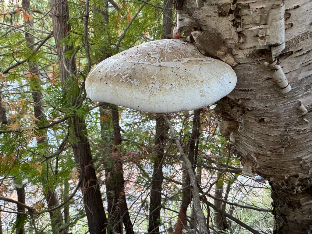 birch polypore · September 2026 · photo: Photo: no rights reserved · iNaturalist
