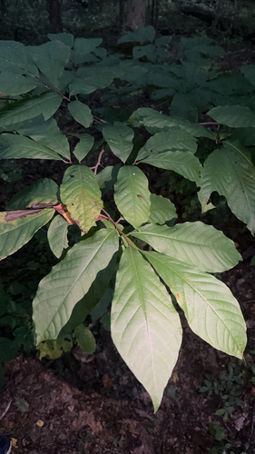 common pawpaw