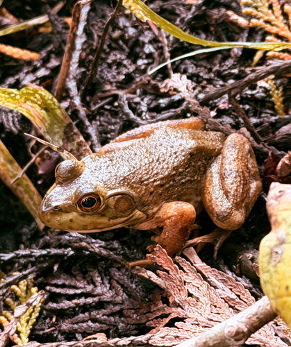 American Bullfrog
