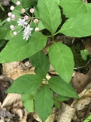 Asclepias quadrifolia