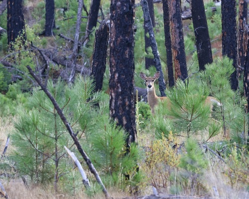 White-tailed Deer