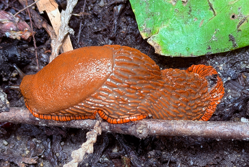 Black Slug