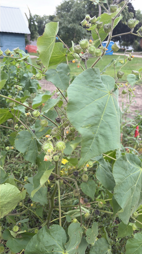 velvetleaf
