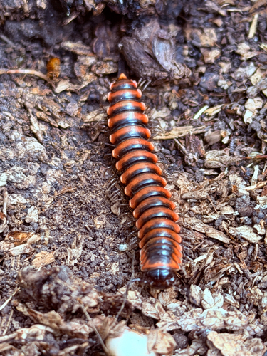 Montaphe elrodi